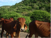 Image 6a - Cows.jpg